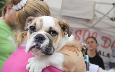 Un gos durant un dels actes animalistes de la ciutat | Roger Benet